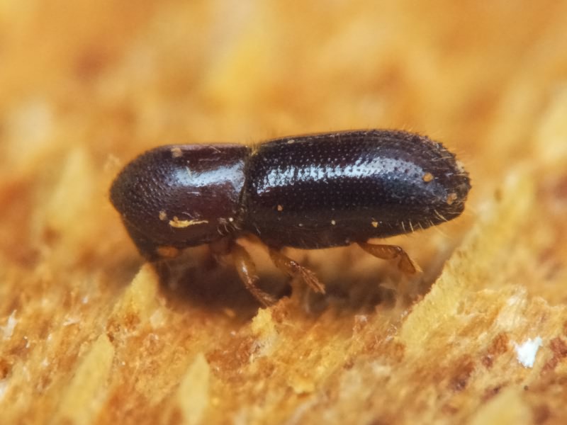 Xyleborinus saxesenii (Ratzeburg, 1837)